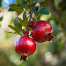 24-36&quot; Tall Seedling Live Plant Wonderful Pomegranate Tree Potted - £203.66 GBP