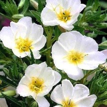 50 Pure White Evening Primrose Seeds Flower Perennial - £14.20 GBP