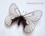 Parnassius Stubbendorfi Snow Apollo Real Butterfly Framed Entomology Sha... - $58.99