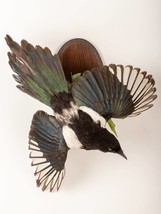 Taxidermy Magpie Bird Crow Real wall mounted #6 stuffed Pica pica With P... - £233.31 GBP