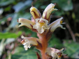 PWO Orobanche Hederae - Ivy Broomrape - £2.50 GBP