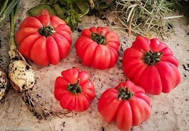 BS 10 Mushroom Basket Tomato Seeds Heirloom Organic Non-Gmo Fast Grow - $188.87 MXN