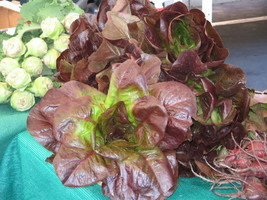 VP 3000 Red Romaine Lettuce Lactuca Sativa Vegetable Seeds *  - £3.36 GBP