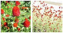 40 Seeds Strawberry Fields Gomphrena Haageana Globe Amaranth Flower Garden - £19.76 GBP