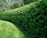 Large Size Privet Bush/Hedges Plant | Strong Rooted Plant - £28.04 GBP+