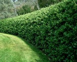 Large Size Privet Bush/Hedges Plant | Strong Rooted Plant - £27.91 GBP+