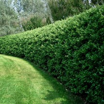 Large Size Privet Bush/Hedges Plant | Strong Rooted Live Plant - $35.00+