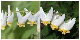 Beautiful 5 Dutchman&#39;s Breeches Dicentra cucullaria - £28.76 GBP