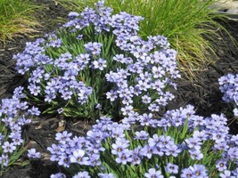 200 Seeds Blue Eyed Grass (Western Or Californian) Sisyrinchium Bellum Flower  - £7.58 GBP