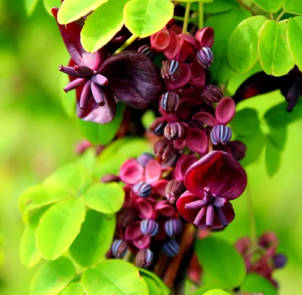 Fresh 20 Chocolate Vine Seeds For Planting Akebia Quinata Five Leaf Vine Garden - £14.11 GBP