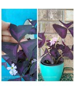 Purple Shamrock Oxalis Triangularis 6 BULBS Perennial Love Plant Purple ... - £13.45 GBP