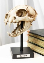 Faux Taxidermy Replica Bobcat Fossil Skull Statue On Museum Display Pole Mount - £43.31 GBP