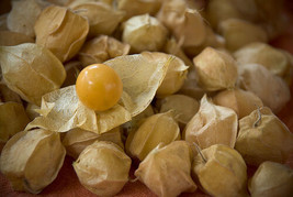 USA Pineapple Tomatillo Yellow Ground Cherry Physalis Ixocarpa Vine 50 Seeds - £8.64 GBP