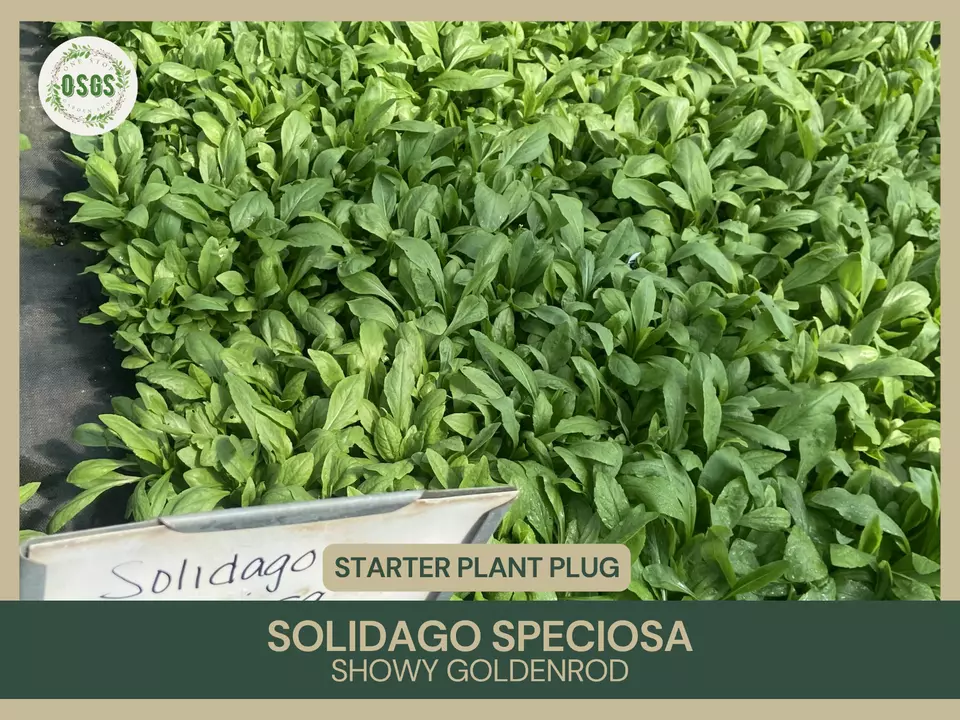 Solidago speciosa | Showy Goldenrod | Starter Plant Plug | Native Peren... - $21.25