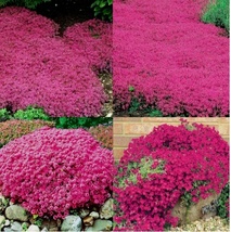 3000 Seeds Red Creeping Thyme Heirloom Perennial Flower - £6.31 GBP