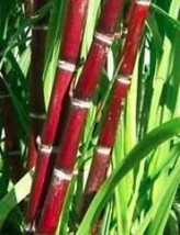 100+ Sugar red Cane Seeds - £8.97 GBP