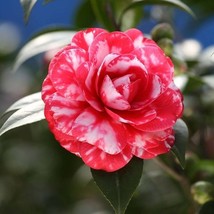 5Pcs Camellia Flower Seeds Hw96009 2 Fresh USA Shipping - £13.89 GBP