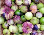 50 Seeds Purple De Milpa Tomatillo Seed Organic Summer Vegetable Garden ... - $8.99