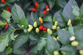 30 Tabasco Chili Pepper Seeds, organic crop of 2023  - £2.70 GBP
