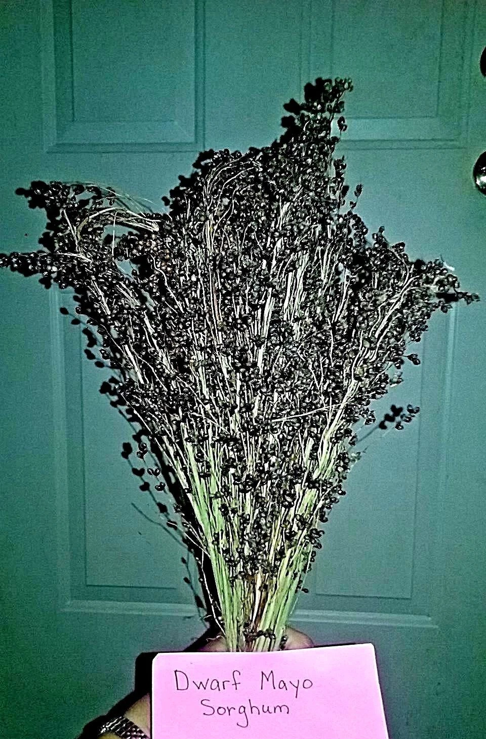 Dwarf Mayo Sorghum - 30 Seeds UNDER 5 ft. TALL! MAKES GREAT LONG BRUSHED... - $13.05