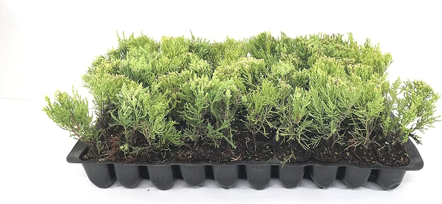 Sea Green Juniper Live Plants Juniperus Chinensis Hardy Shrub - £32.07 GBP