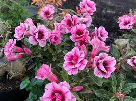 Rosy Adenium Obesum IRIN Desert Rose Flowers, 2 Seeds - £9.74 GBP