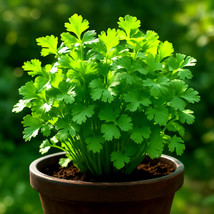 800+ Slow Bolt Cilantro Seeds Non Gmo Coriander Herb - $11.97