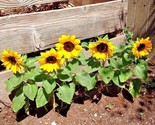 50 Seeds Sunspot Dwarf Sunflower Seeds Native Wildflower Flowering Annua... - £7.20 GBP