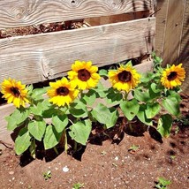 50 Seeds Sunspot Dwarf Sunflower Seeds Native Wildflower Flowering Annual Contai - £7.18 GBP