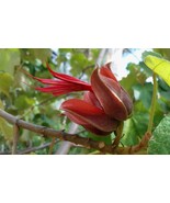 MBK 200 Melon Seeds Casaba Melon Fast Ship - $18.30 CAD