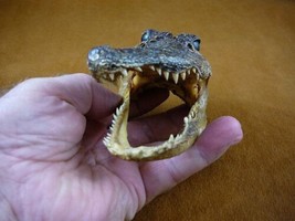 (G-Def-246) 4-1/8&quot; Deformed Gator ALLIGATOR HEAD jaw teeth TAXIDERMY - $38.32