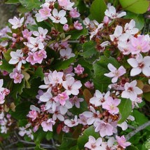 5 Rhaphiolepis Indica Pink Indian Hawthorn Shrub Seeds For Planting   - £14.65 GBP