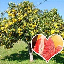 Citrus Maxima Pamplemousse Shaddock - Red 50PCS Jabong Seeds - $26.34