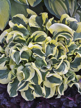 USA SELLER 150 Seeds Hosta Seeds Variegated Foliage Plant With White Yellow &amp; Gr - £11.42 GBP