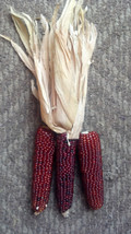 Sale 20 Seeds Mini &#39;Burnt Orange&#39; Corn Miniature Dark Ornamental Zea Mays Vegeta - £7.79 GBP