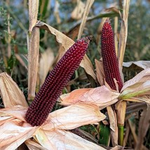 Rare Red Ruby Corn Seeds, 10 Pcs, Perfect for Organic Gardens &amp; Heirloom Crop En - £4.79 GBP