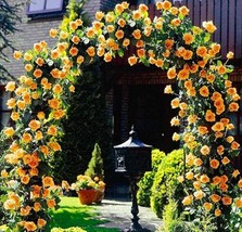 100 Seeds Rose Seeds Big Double Flowers Climbing Plants Orange Garden USA Shippi - $13.49