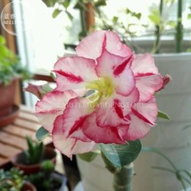Imported Color Bell Adenium Desert rose 2 Seeds 3 layer pink rose red petals - £7.84 GBP
