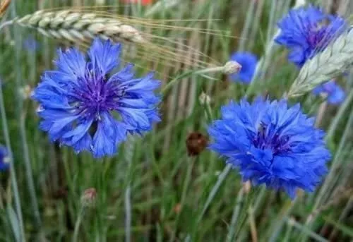Organic Flower Seeds Cornflower Terry Blue Ball (Centaurea Cyanus) Vasil... - £11.79 GBP