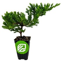 Best Dwarf Japanese Garden Juniper Pre/Bonsai /Juniperus procumbens nana / Live  - £23.97 GBP