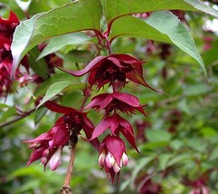 Himalayan Honeysuckle Bush 201 Seeds Hardy Perennial Mariesgreen Ez Plant Fresh  - £6.35 GBP