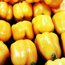 Sunbright Sweet Bell Pepper Seeds Vegetable Seeds Non-Gmo Gardening Fresh USA SH - $12.47