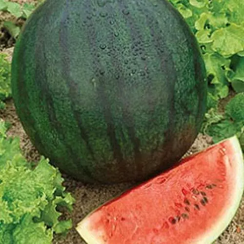 JGBO Sugar Baby Watermelon 25 Seeds Heirloom Non GMO 1043 Seeds Catalog - $8.58