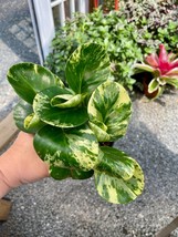 Peperomia Marble Radiator Plant 4&quot; Pot Live Plant Variegated - $14.85