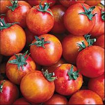 25 Seeds Isis Cherry Candy Tomato Seed - £16.42 GBP