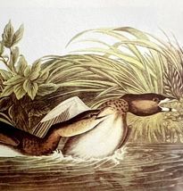 Pied Billed Grebe Bird 1950 Lithograph Print Audubon Nature 1st Edition ... - $42.24 CAD