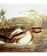 Pied Billed Grebe Bird 1950 Lithograph Print Audubon Nature 1st Edition ... - $42.03 CAD