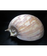 Australian giant baler snail Melo amphora 10 x 7 - $196.88 CAD