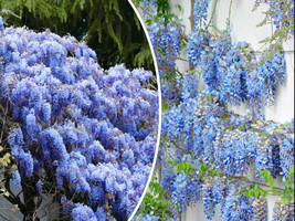 ArfanJaya 5 Blue Chinese Wisteria Seed Perennial Climbing Flower Vine Shrub - £9.59 GBP