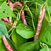 Heirloom Pinto Bean Seeds (30/100 Pack) - Organic, Non-GMO Vegetable Garden Plan - £3.20 GBP